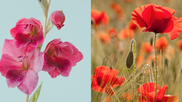 Bunga berdasarkan bulan kelahiran dan makna