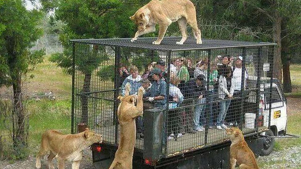 Punya Nyali Besar? Ikut Tur Kandang Singa di Kebun Binatang Ini