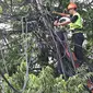 Petugas PLN mengecek instalasi kabel di tiang listrik milik PLN, Jakarta (26/2). Mulai 28 Februari 2016, PLN berencana membongkar perangkat atau jaringan telematika yang memanfaatkan tiang listrik di Jakarta tanpa izin. (Liputan6.com/Immanuel Antonius)