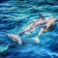 Dolphin parenting merupakan pendekatan pengasuhan yang menggabungkan kehangatan dan struktur. (Foto: Unsplash/Tom Radetzki)