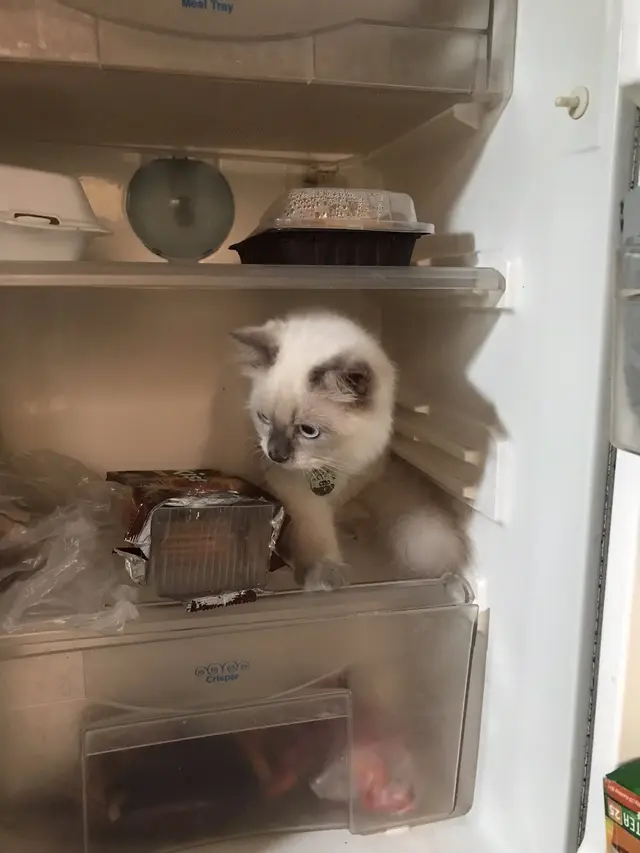 10 Potret Tempat Kucing Rebahan Ini Bikin Geleng Kepala, Enggak Habis Pikir