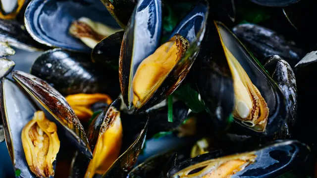 Ilustrasi Kerang Hijau