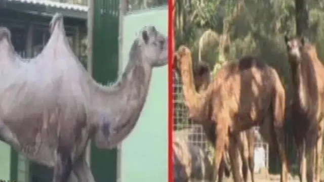 Taman Safari Datangkan 17 Unta Langka Berpunuk 2