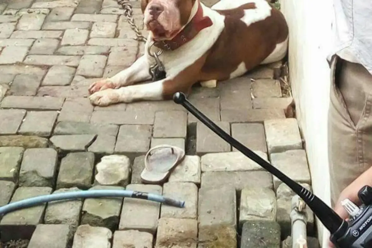 [Bintang] Kenapa Anjing Pitbull Menyerang Manusia?