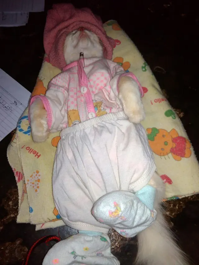 6 Potret Kucing Tidur Pakai Baju Kaus Ini Bikin Gemas, Layaknya Manusia