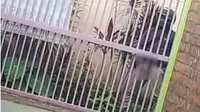 Viral, Video Pria Masturbasi Di Depan Kosan Putri. (Liputan6.com/Yandhi Deslastama)