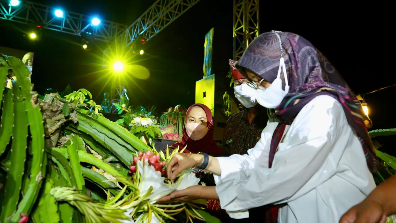 Buoati Banyuwangi Ipuk Fiestiandani Memanen Buah Naga, Dalam Festival Buah Naga 2022. (Istimewa)