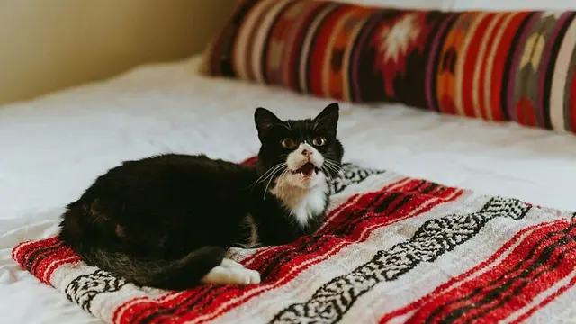 Rexie Roo, kucing penyandang disabilitas