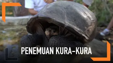 Seekor kura-kura betina dari spesies yang diyakini punah telah ditemukan di kepulauan Galapagos, Ekuador. Kura-kura tersebut diperkirakan berusia lebih dari 100 tahun.