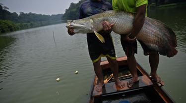 Sempat Bikin Heboh Ini 4 Fakta Unik Ikan Arapaima