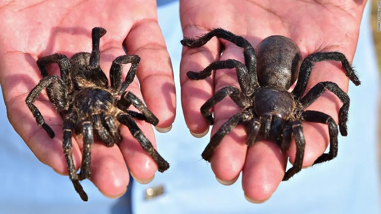 Tarantula Goreng