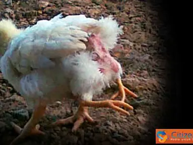 Citizen6, Berau: Ayam berkaki empat ditemukan di Desa Maluang, Kabupaten Berau, Kalimantan Timur. Ayam berusia satu bulan ini dimiliki keluarga Bapak Man. Karena keanehannya ayam unik ini sangat menarik perhatian warga. (Pengirim: Wendi Siswanto)