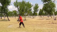 Atasi Serangan Hama Belalang, Sumba Timur Lakukan Gerakan Pengendalian