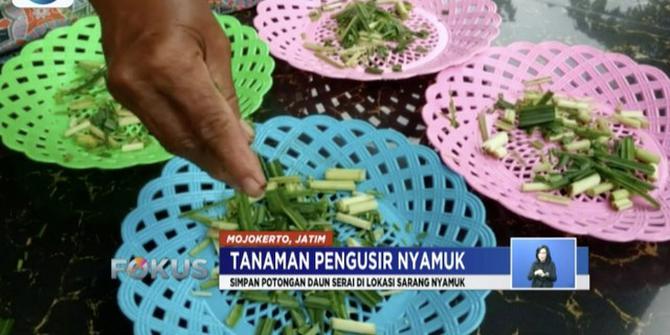 Ini 2 Tanaman Pengusir Nyamuk Paling Ampuh