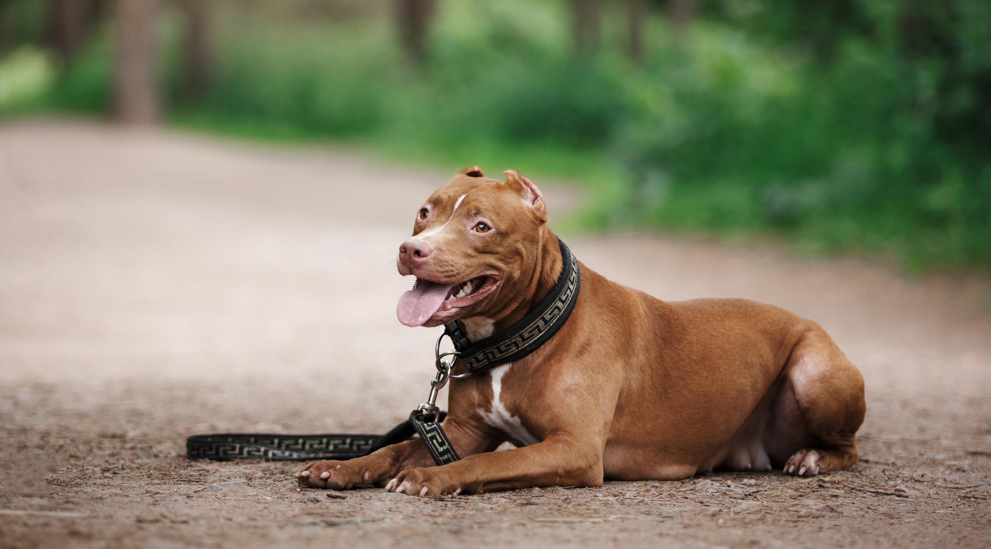 Ini 4 Insiden Anjing Pitbull  Gigit Manusia yang Mendunia 