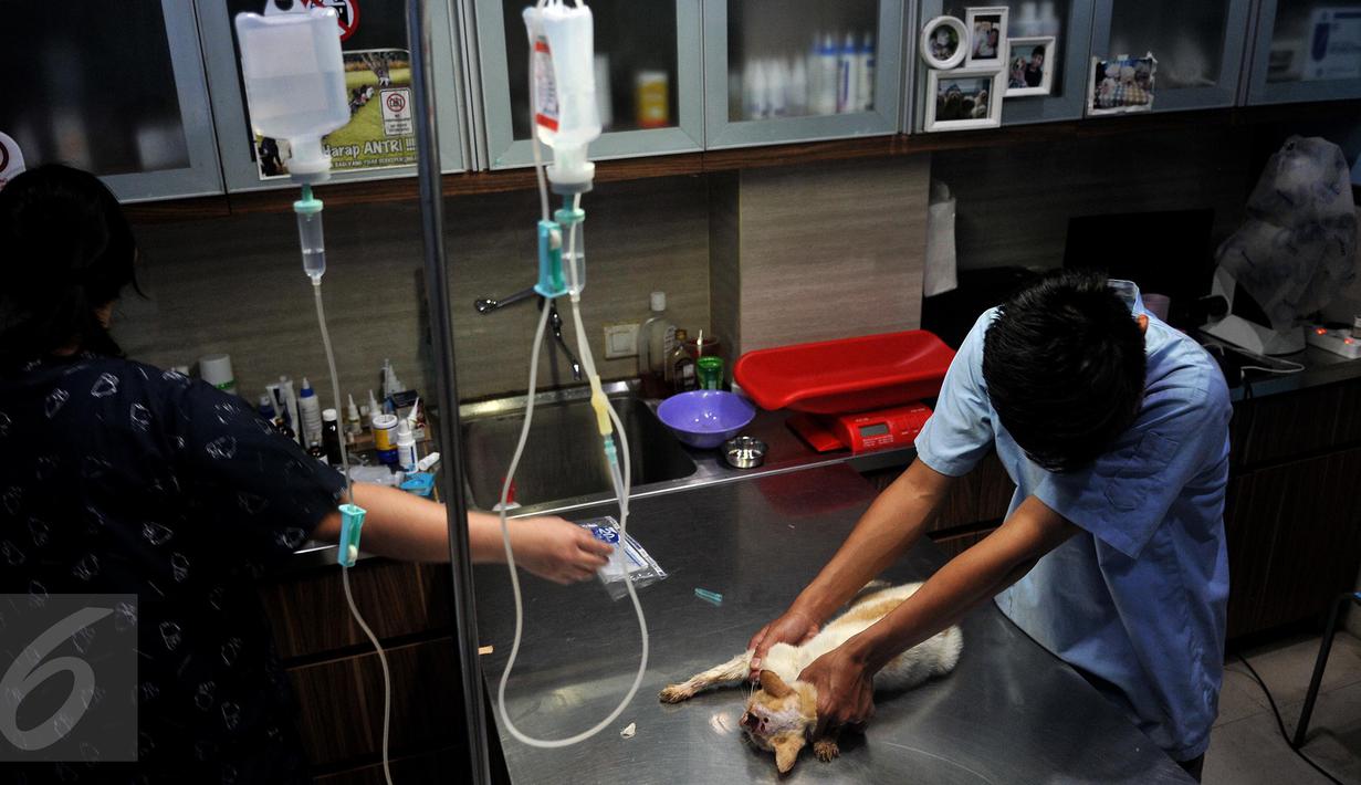 Setiap hari, para relawan Animal Defender secara bergantian mengurus hewan-hewan yang telah diselamatkan. Mulai dari memberi makan, memandikan hingga membawa ke dokter jika ada ada anjing ataupun kucing yang sakit. (Liputan6.com/Johan Tallo)