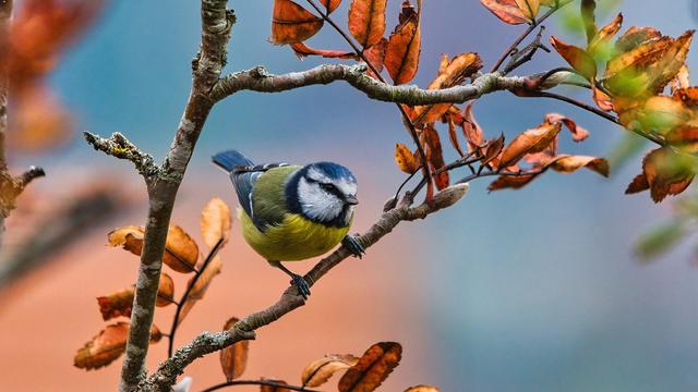 Ilustrasi burung gelatik