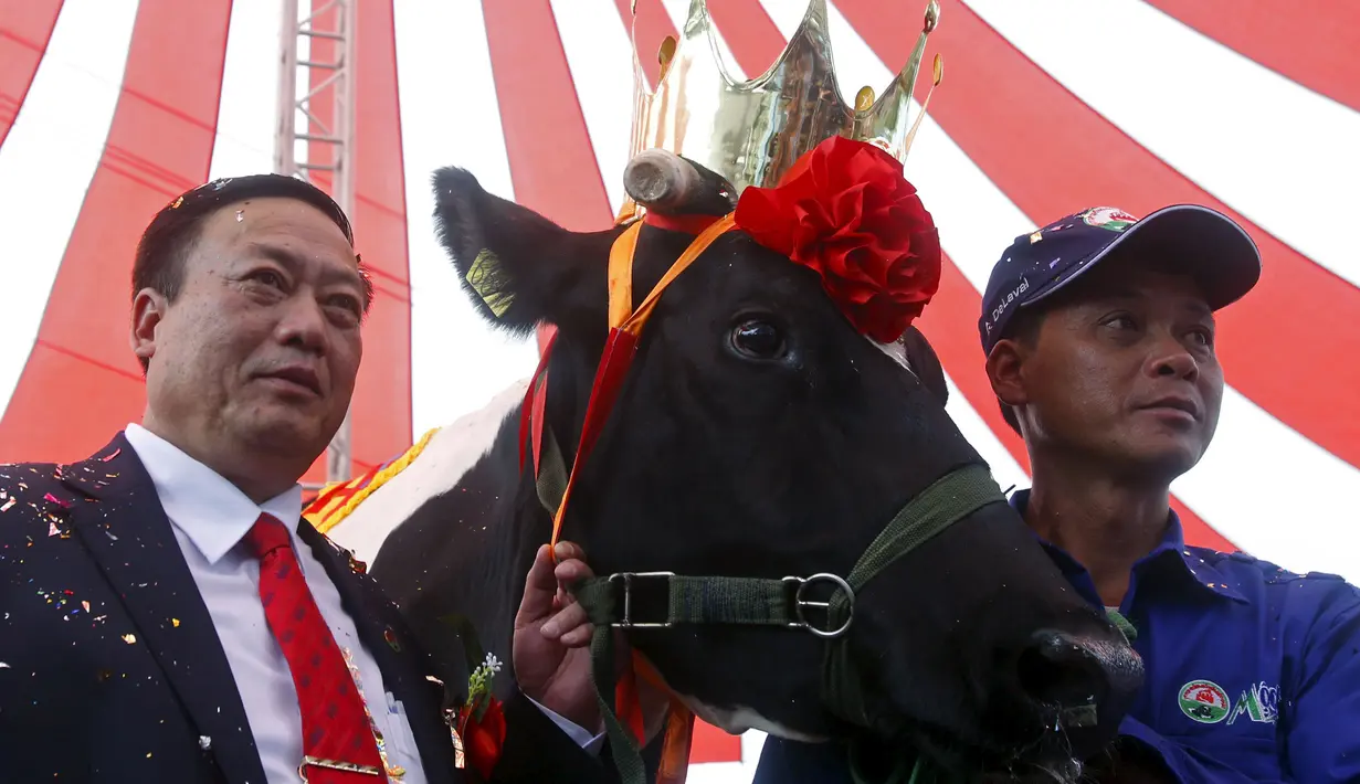 Nguyen Van Huynh (kanan) saat berpose setelah sapinya memenangkan kontes kecantikan di Moc Chau, Vietnam, Kamis (15/10/2015).  Sapinya mempunyai berat 710 kg dan menyediakan sekitar 59,6 kg susu setiap hari. (REUTERS/Kham)