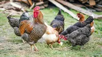 10 Hewan Pemakan Serangga yang Bisa Dipelihara di Pekarangan, Ampuh Usir Hama