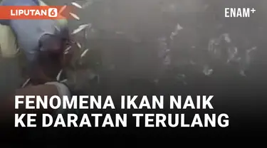 Geger! Fenomena Ikan Naik ke Daratan di Nusa Tenggara Timur