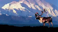 Gunung Tertinggi di Amerika Serikat Berganti Nama, dari Gunung McKinley ke Gunung Denali, sesuai nama aslinya. (Alaska-in-Picture) 