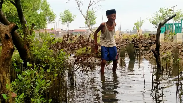 Mbah Ngatemin (78) penjaga makam Dukuh Setro Sayung Demak sedang memangkas mangrove di sekitar makam. (Foto: Liputan6.com/Kusfitria Marstyasih)