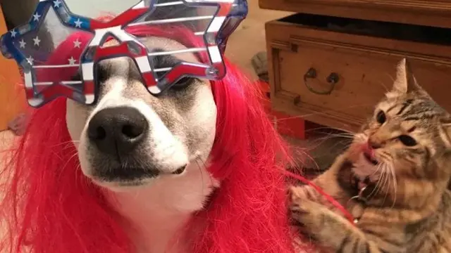 Pertemanan anjing dan kucing yang begitu akrab. (Foto: Samantha Kreisler via Metro.co.uk)