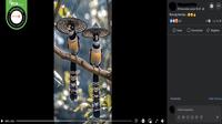 Gambar tangkapan layar video yang diklaim burung bertopi. (sumber: Facebook)