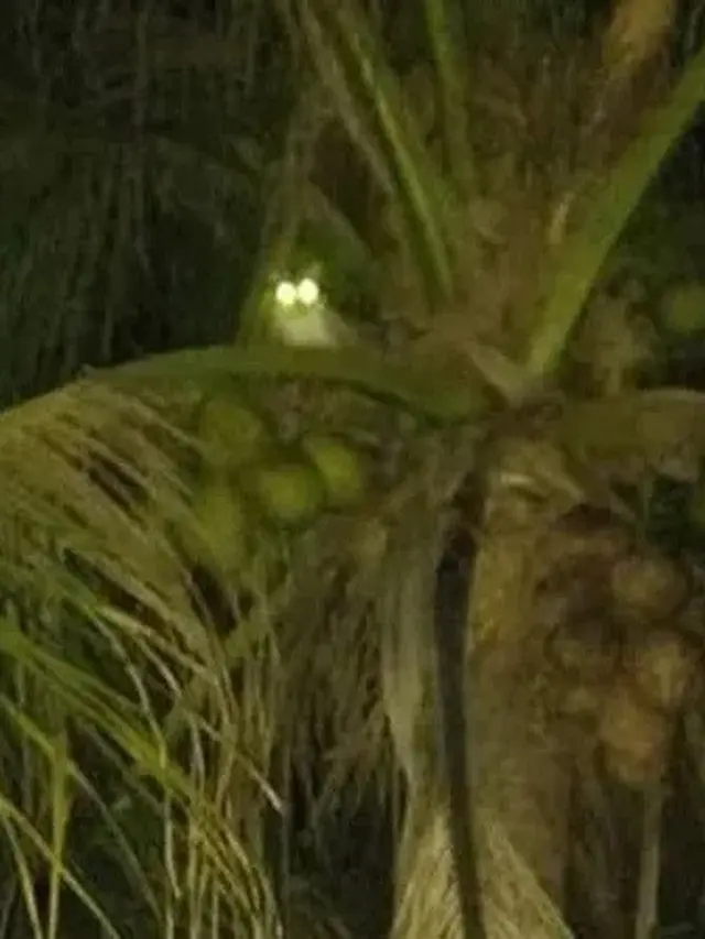 6 Aksi Kucing Santai di Atas Pohon Ini Nyeleneh Pol, Ekspresinya Lucu