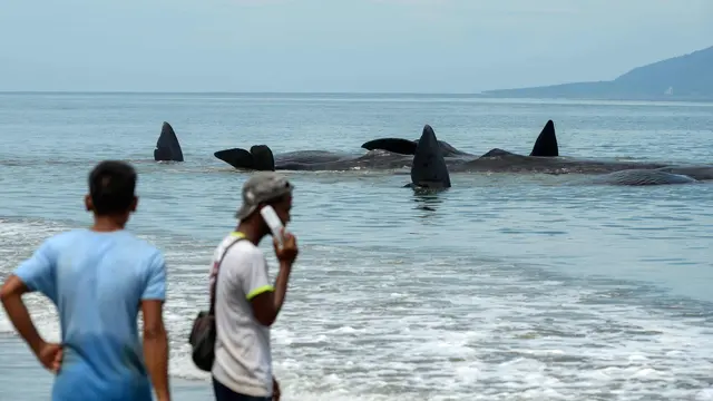 Paus di Aceh
