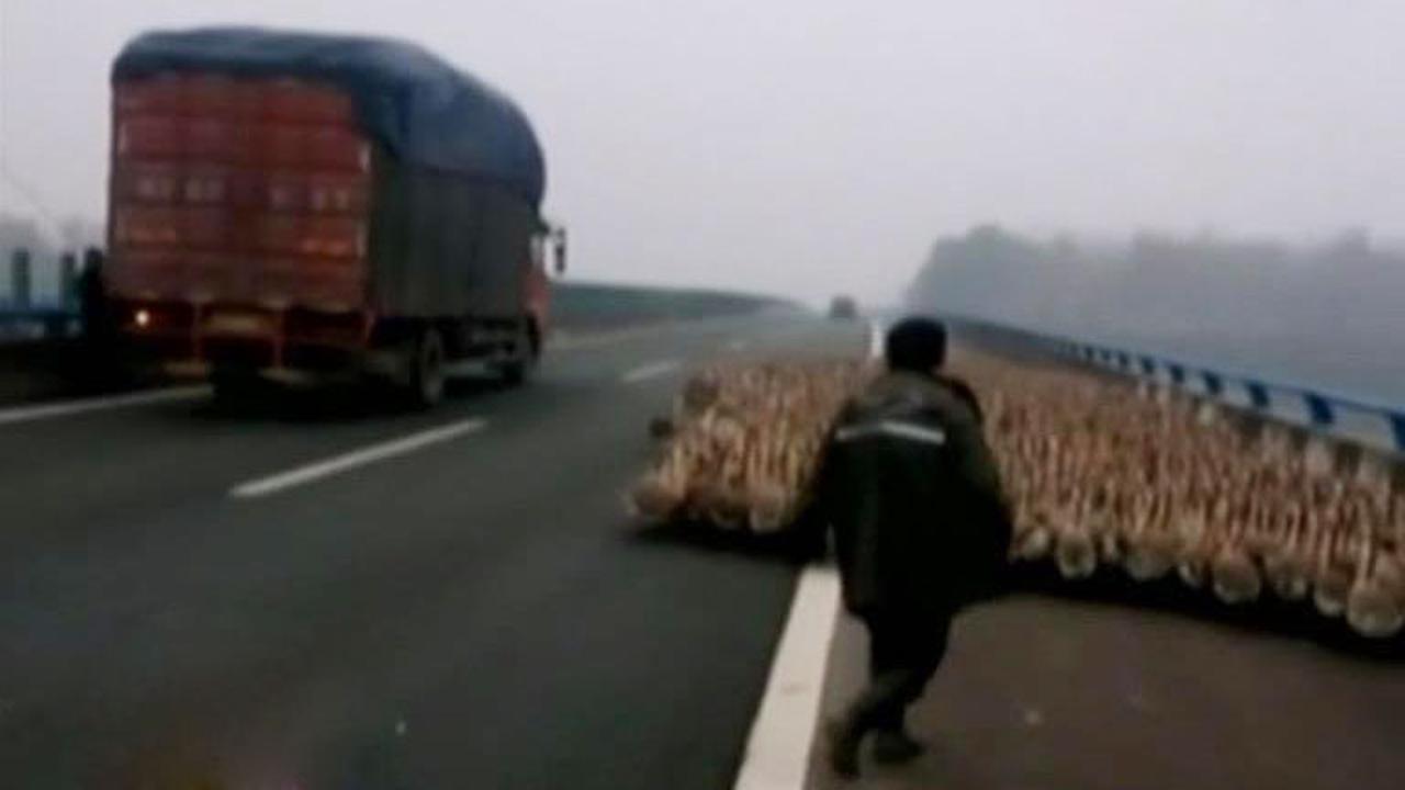 Pelanggaran Lalu Lintas hingga Rombongan Angsa Buat Repot Polisi