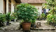 Cara Menanam Daun Singkong di Pot agar Tumbuh Subur, Bisa Panen Pucuk Berkali-kali