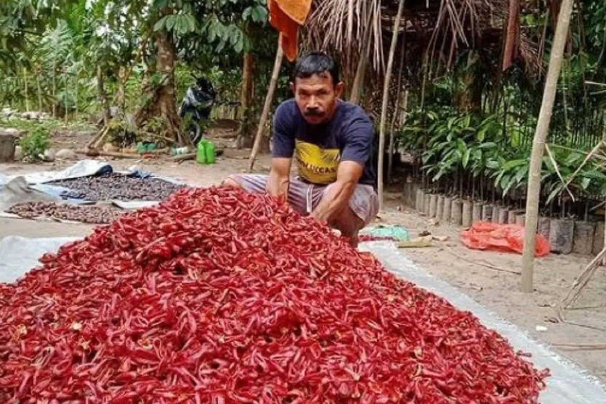 Petani pala
