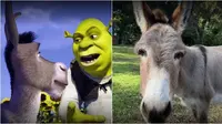 Perry 'Donkey' Model Karakter Keledai di Film Shrek Meninggal di Usia 30 Tahun