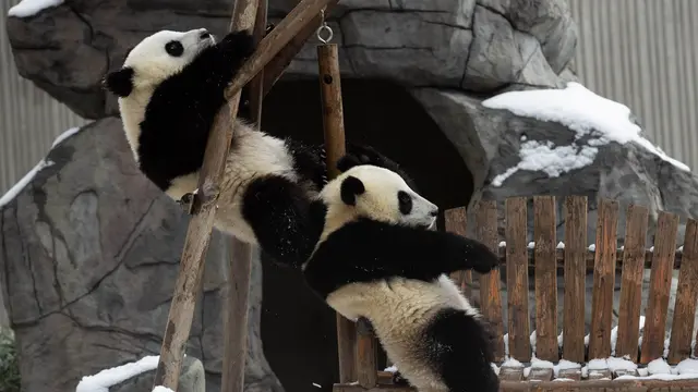 Potret Panda Raksasa Asyik Bermain Salju di Cagar Alam Nasional Wolong