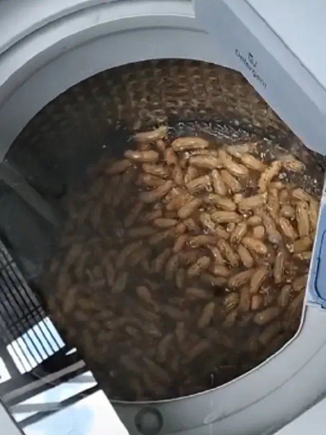 Seorang warganet menggunakan mesin cuci untuk mencuci kacang tanah.