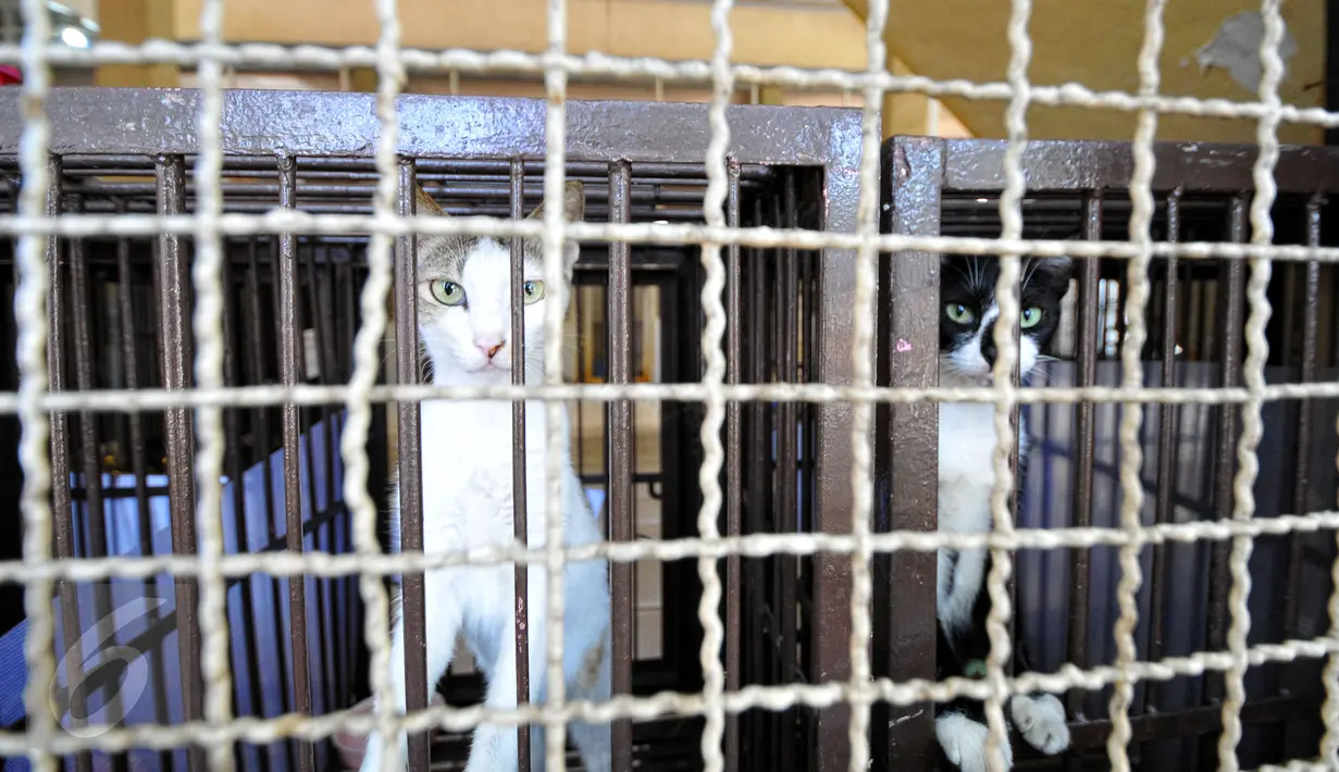 Dua ekor kucing tampak di dalam kandang Pondok Pengayom Satwa Jakarta (PPJS), Jakarta, Sabtu (18/7/2015). Tempat ini menjadi pilihan pemudik untuk menitipkan hewan kesayangannya. (Liputan6.com/Yoppy Renato)