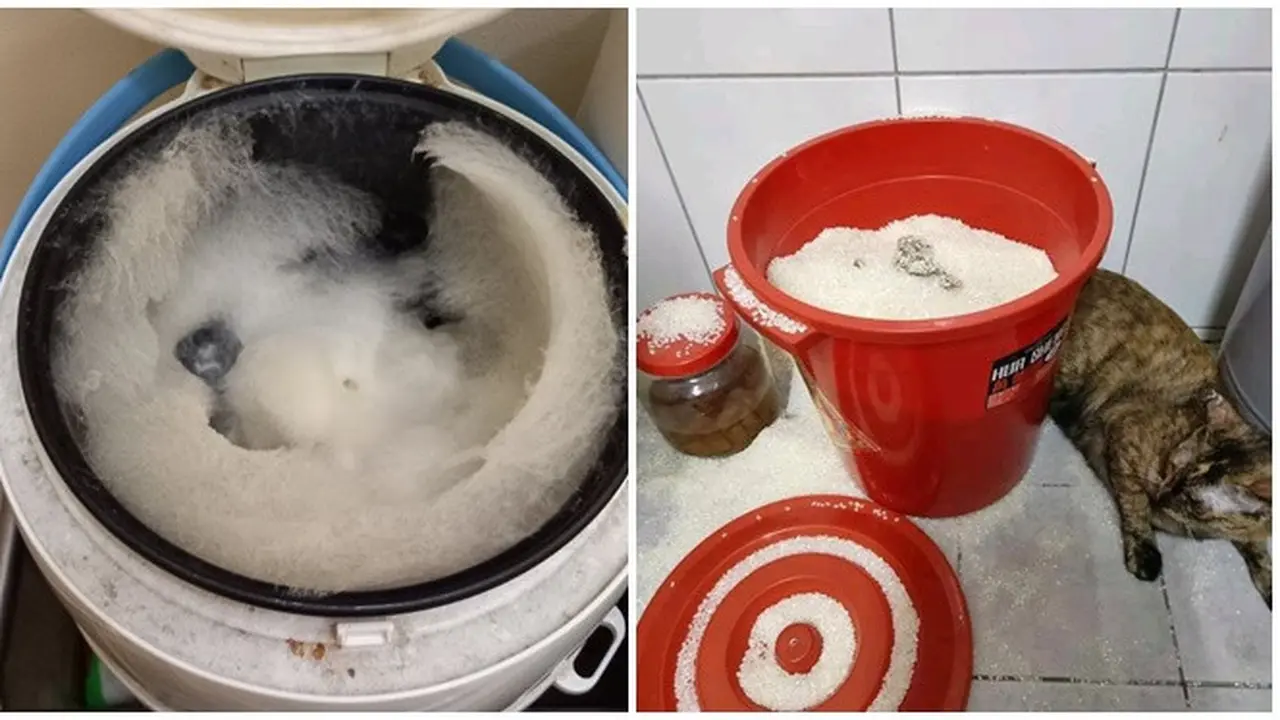 6 Momen Apes Sebelum Masak Nasi Ini Bikin Elus Dada, Ada Saja Masalahnya