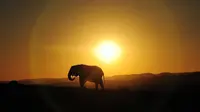 Meskipun berbeda spesies, hewan ini memiliki rasa tolong menolong. Berkat bantuan dari para bison, nyawa anak gajah ini terselamatkan.