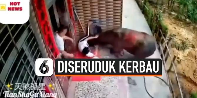 VIDEO: Detik-Detik Ibu dan Bayi Diseruduk Kerbau yang Mengamuk