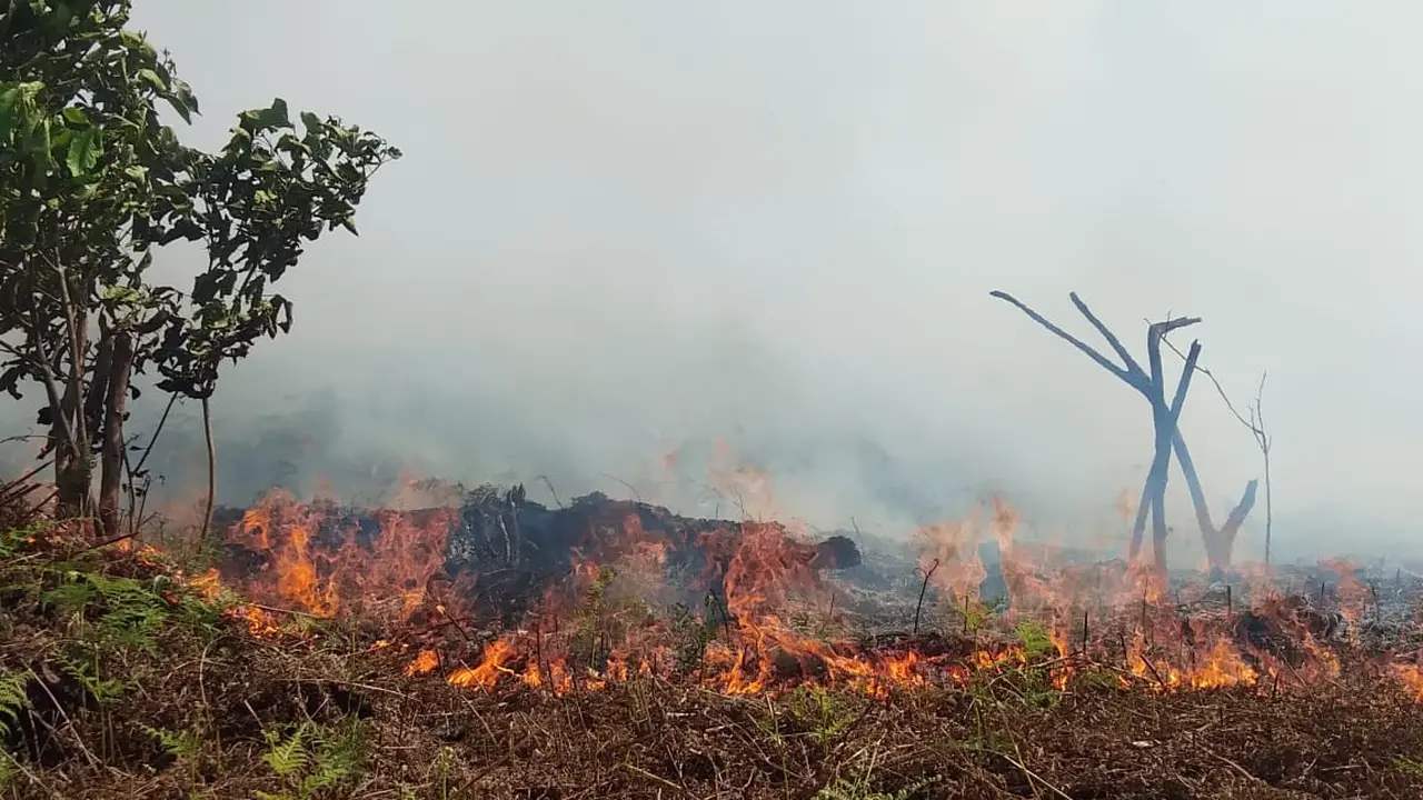 Kebakaran Hutan