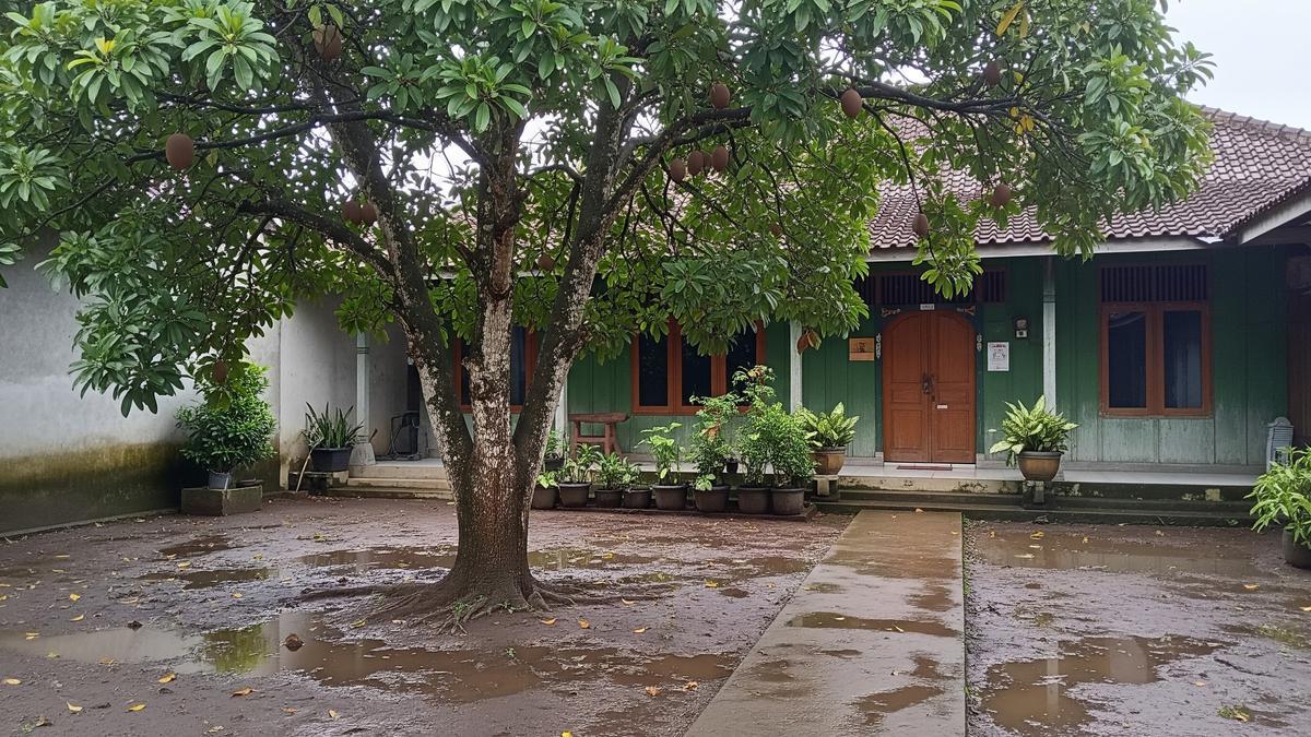 8 Pohon Buah yang Cocok untuk Halaman Rumah yang Sering Becek