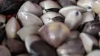 Dalam episode ini, duo host The Klimis mencicipi kerang kiloan Pak Rudi yang terletak di jalan Pati Unus.