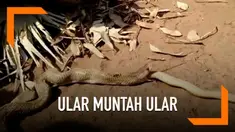 Seekor ular kobra tertangkap tengah memuntahkan ular sepanjang 3 kaki di desa Naranagada, India. Sontak, peristiwa ini membuat geger warga.