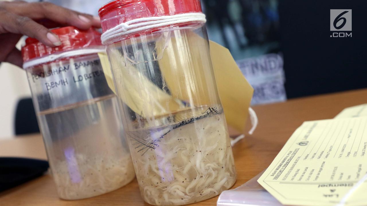 Bareskrim Mabes Polri Gagalkan Penyelundupan Benih Lobster
