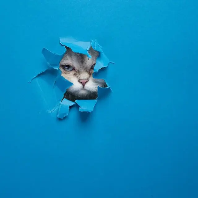 Ekspresi Kucing Lucu