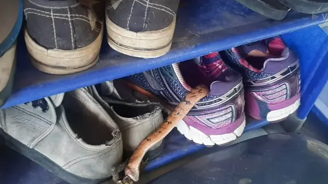 6 Momen Ular Sembunyi di Dalam Sepatu, Bikin Merinding