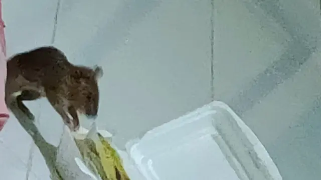 9 Potret kelakuan tikus bak Ratatouille versi dagelan