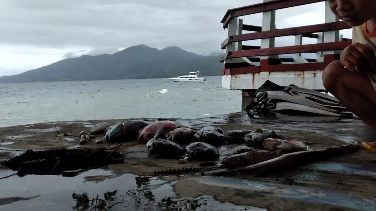 Terungkap Misteri Matinya Ikan-Ikan di Laut Ternate dan Halmahera