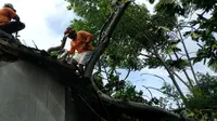 Pohon Tumbang Timpa Rumah di Situbondo, Dua Warga Luka-luka